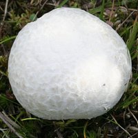 Calvatia gigantea