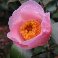 Camellia