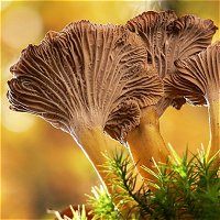 Cantharellus tubaeformis