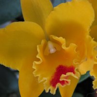 Cattleya