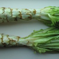 Celtuce