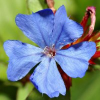 Ceratostigma