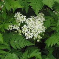 Chervil