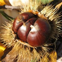 Chestnuts