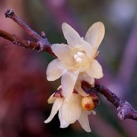 Chimonanthus