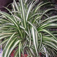 Chlorophytum comosum