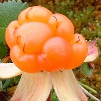 Cloudberries