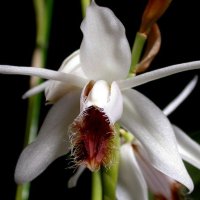 Coelogyne