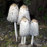 Coprinus comatus