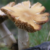 Cortinarius caperatus