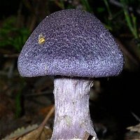 Cortinarius violaceus