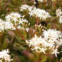 Crassula ovata