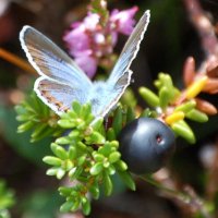 Crowberries