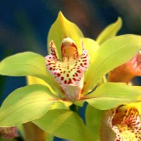 Cymbidium