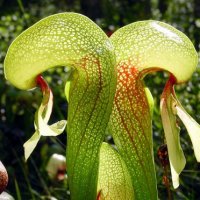 Carnivorous Plants