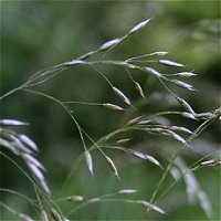 Deschampsia