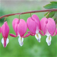 Dicentra