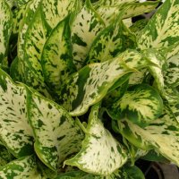 Dieffenbachia