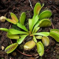 Dionaea muscipula