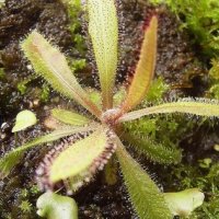 Drosera adelae