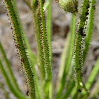 Drosophyllum lusitanicum