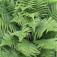 Dryopteris