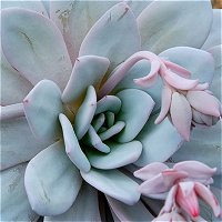 Echeveria