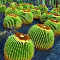 Cacti