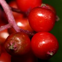 Elderberries