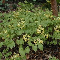 Epimedium