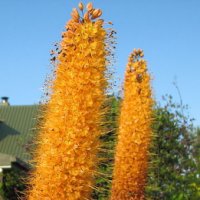 Eremurus