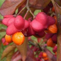 Euonymus