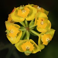 Euphorbia