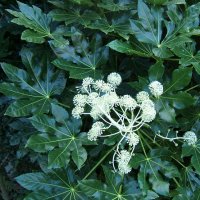 Fatsia