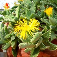 Faucaria