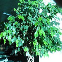 Ficus benjamina