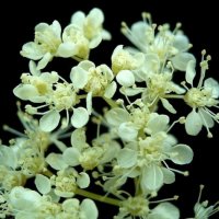 Filipendula