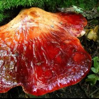 Fistulina hepatica