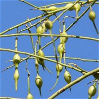 Foothill Palo Verde