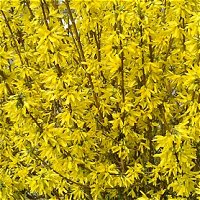 Forsythia