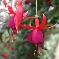 Fuchsia