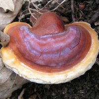 Ganoderma lucidum