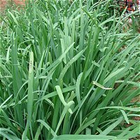 Garlic Chives