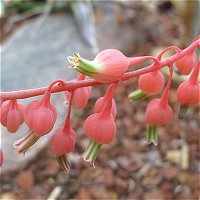 Gasteria