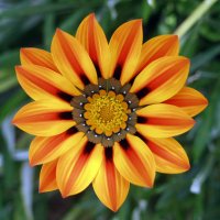 Gazania