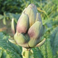 Globe Artichoke