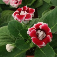 Gloxinia