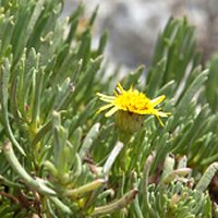 Golden Samphire