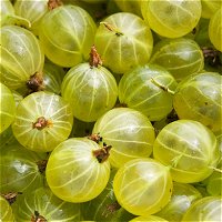 Gooseberries