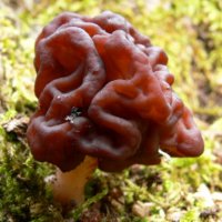 Gyromitra esculenta